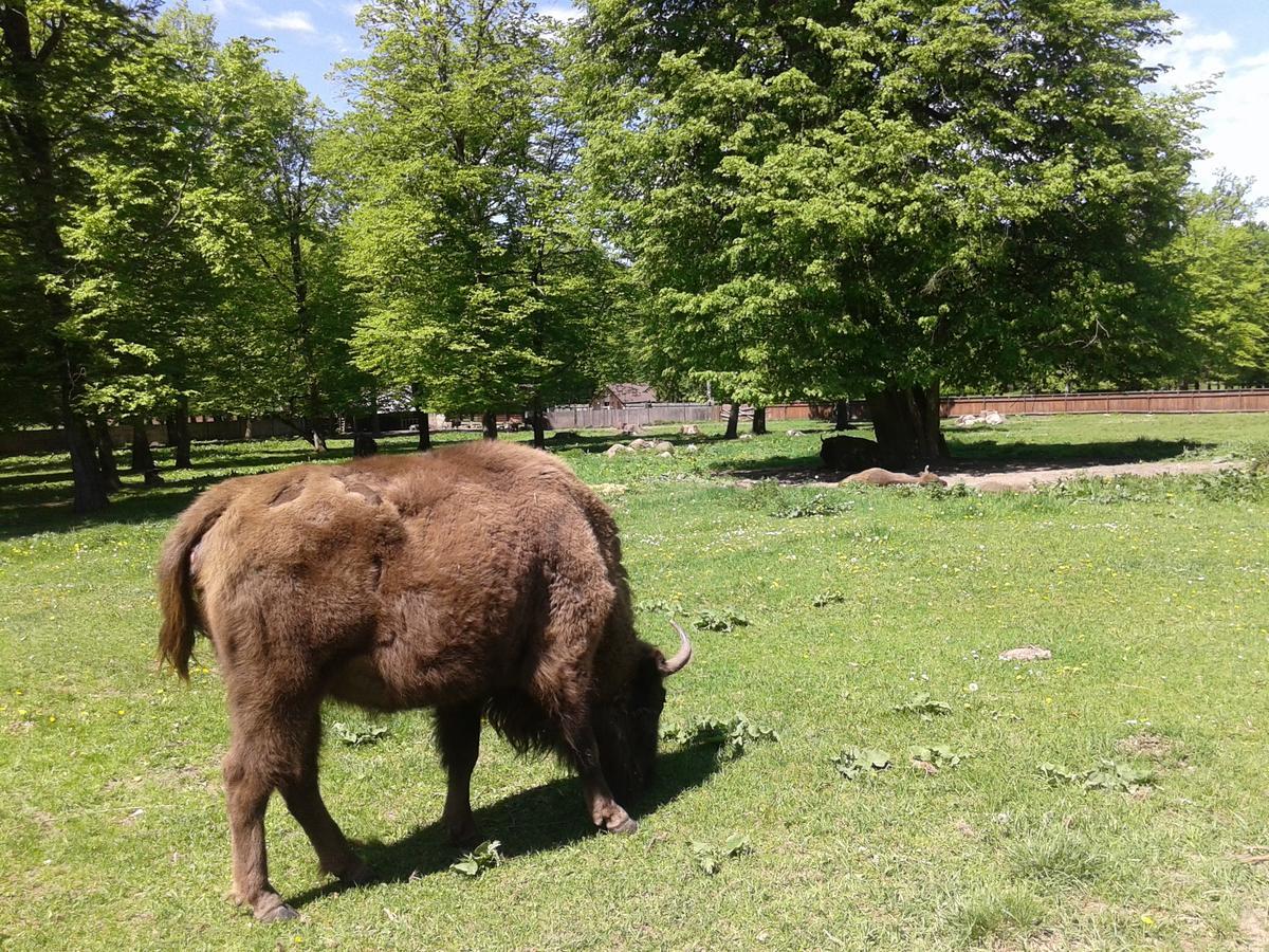 Hostal Cztery Pory Roku Białowieża Exterior foto
