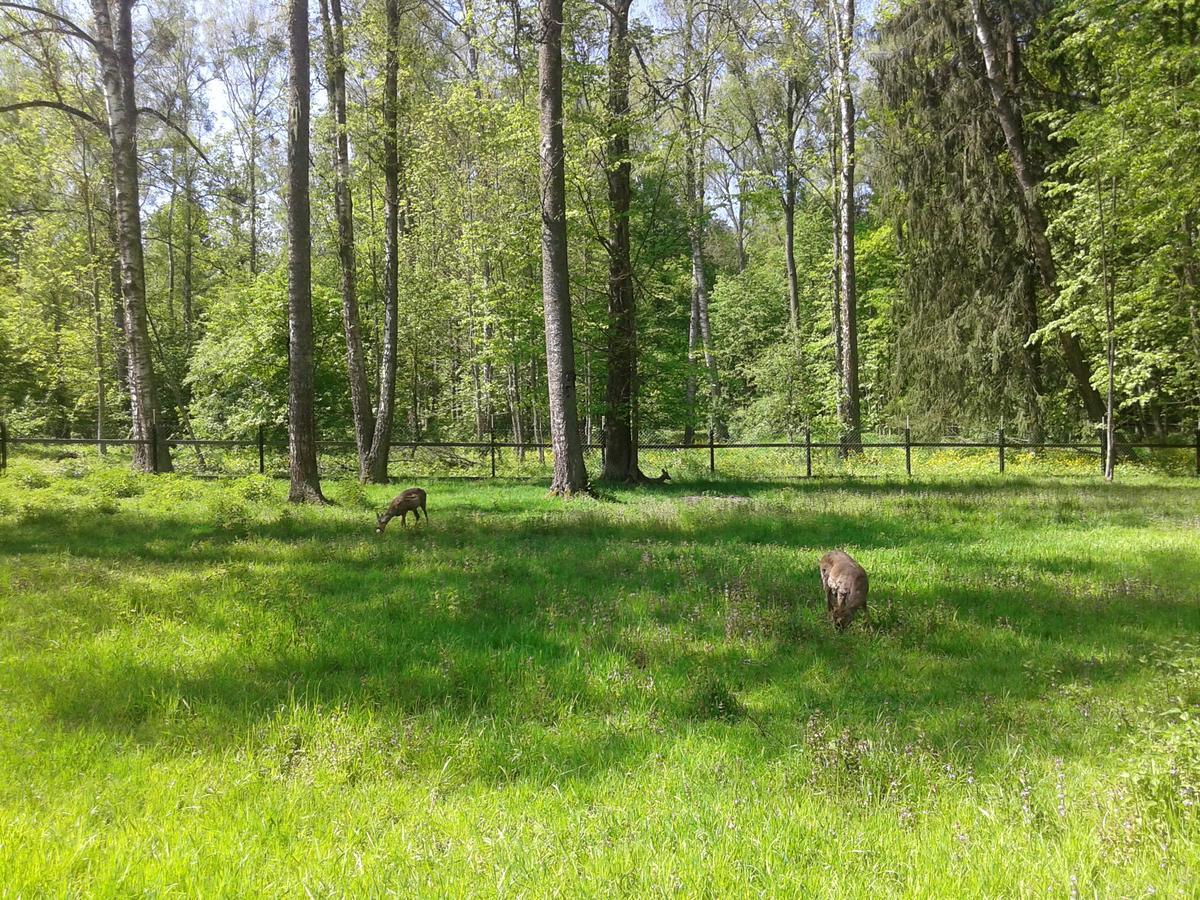 Hostal Cztery Pory Roku Białowieża Exterior foto