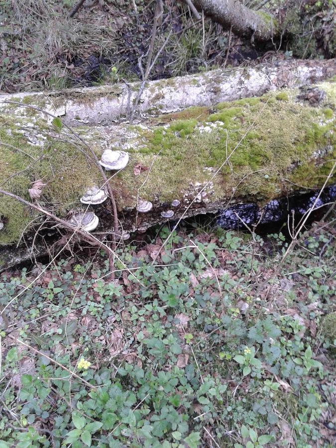 Hostal Cztery Pory Roku Białowieża Exterior foto